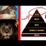 9 Rasgos y características de un Hombre Delta